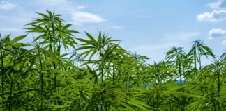 Arrivano le linee guida per la canapa da estrazione