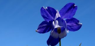 Fattori estetici influenzano la scelta delle piante da studiare