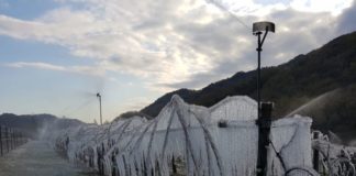 Agricoltura, a causa delle gelate tardive 862 milioni di danni