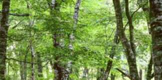 Sardegna, 4 milioni ai Comuni per il patrimonio boschivo