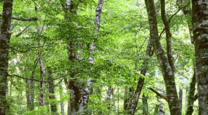 Sardegna, 4 milioni ai Comuni per il patrimonio boschivo