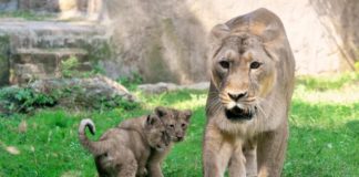 Il Wwf lancia “Sos Leone”, al mondo solo 20mila esemplari in natura