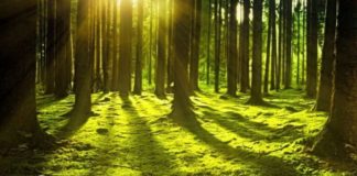 Illimity diventa carbon neutral e adotta la foresta circolare di BAM