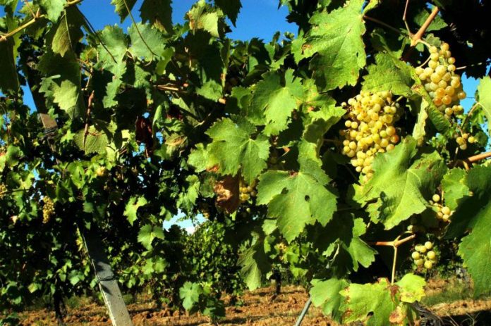 AGRICOLTURA VIGNETO UVA VITICOLTURA TORGIANO