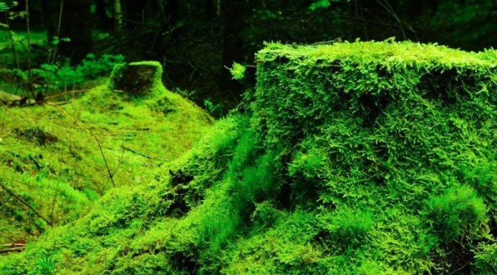 Ambiente, assessori Pili e Lampis “Servono investimenti in Sardegna”