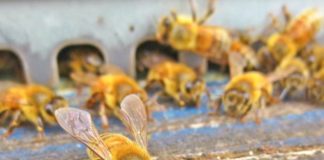 Cingolani “Tutela api importante per preservare la biodiversità”