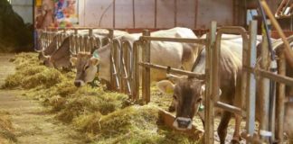 Filiere, accordo Confagricoltura-Coop per maggiore equità