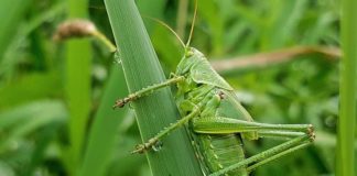 Invasione cavallette, Murgia “Vicini ad agricoltori del nuorese”