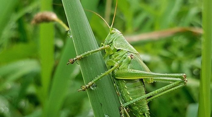 Invasione cavallette, Murgia “Vicini ad agricoltori del nuorese”