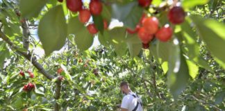 Terra Viva Cisl promuove un’agricoltura sostenibile