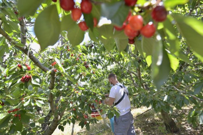 FASE 2, LAVORI AGRICOLI, RACCOLTA DI CILIEGE