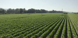 Il rilancio dell’Italia passa dalle filiere integrate