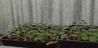 Covid, da Enea progetto per vaccini e anticorpi da piante biofabbrica