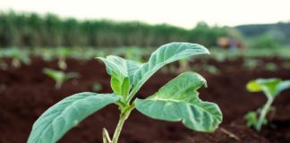 Philip Morris pubblica report integrato, obiettivo eliminare sigarette