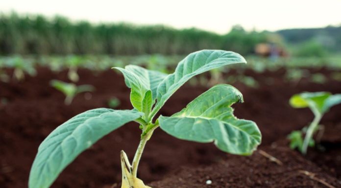 Philip Morris pubblica report integrato, obiettivo eliminare sigarette