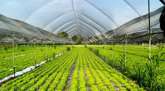 Agroalimentare, Generazione Z punta su Made in Italy e sostenibilità