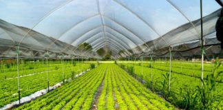 Agroalimentare, Generazione Z punta su Made in Italy e sostenibilità