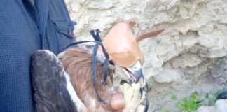 Completata la sessione 2021 per la marcatura delle Aquile di Bonelli