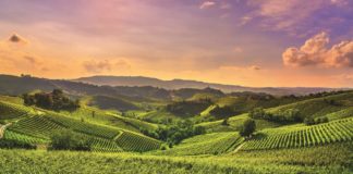 Agroalimentare, il cloud a supporto dello sviluppo sostenibile