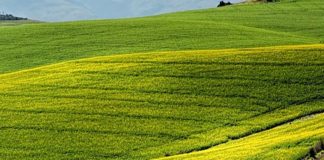 Agricoltura, Zannier “Al via bando per acquisto macchinari in Friuli”