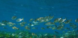 Wwf “Il riscaldamento del Mediterraneo sta mettendo il turbo”