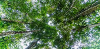 “Forests Forward”, una nuova piattaforma per il cambiamento