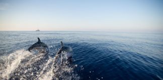 Mare, Wwf “2021 anno chiave per il Mediterraneo”