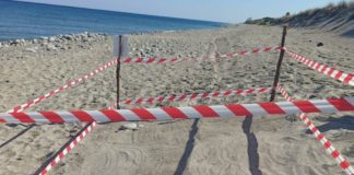 Tartarughe marine, arriva il primo nido in Calabria