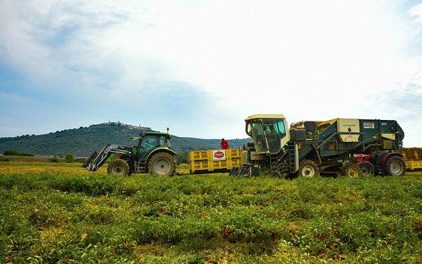Sardegna, entro giugno 80 mln di pagamenti alle aziende agricole