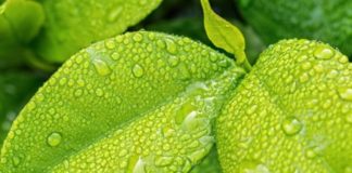 Transizione ecologica, fondi statali per 70 milioni in Emilia Romagna