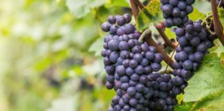 Più tempo per completare la riconversione dei vigneti in Toscana
