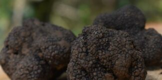 Tartufo,Centinaio”Blockchain per qualità e tracciabilità Made in Italy”