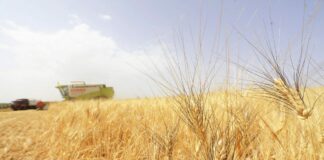 Trebbiatura 2021, meno grano ma di alta qualità