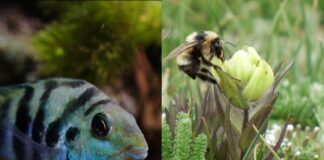 I geni si adattano, anche quelli di Sars-CoV-2