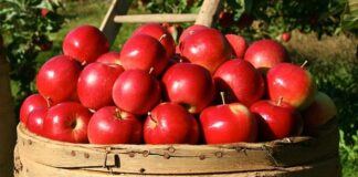 Fondazione Crt, cibo al centro dell’economia circolare