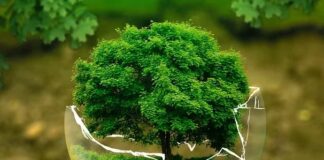 Bioeconomia in Italia vale 317 miliardi e ha 2 milioni di occupati