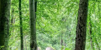 Transizione verde, ok documento strategico 2021-2027 in Emilia Romagna