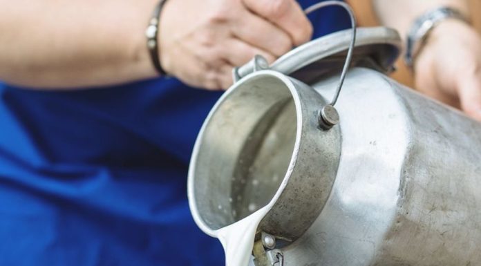 Sardegna, Antitrust sanziona caseifici, Donato “Pastori avevano ragione”