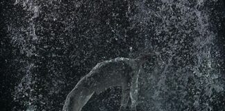 Purification, le opere di Bill Viola a Palazzo Reale di Palermo