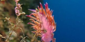 In Calabria il progetto Sic, De Caprio “Tutela del mare una priorità”