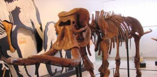 Unipa, recuperato Dna da elefante della collezione del Museo geologico Ateneo