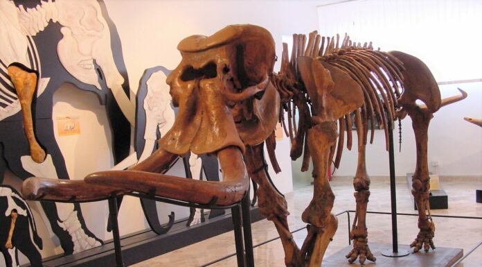 Unipa, recuperato Dna da elefante della collezione del Museo geologico Ateneo