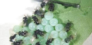 Approvato piano controllo biologico della cimice asiatica