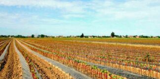 Agrobiodiversità, 790mila euro per razze e varietà a rischio in Toscana