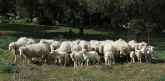 Sardegna, dalla Regione misure di sostegno al sistema agropastorale
