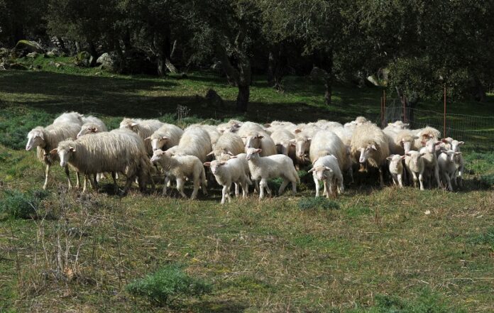 PRODUZIONE LANA