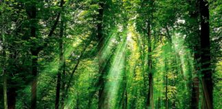 Foreste, in Italia sempre più interventi per la biodiversità