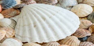 ADM e Regione Sardegna, al via campagna sensibilizzazione ambiente