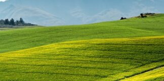 Agroalimentare in Calabria, pubblicata graduatoria bando meccanizzazione