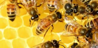 Apicoltura, dal Mipaaf altri 347 mila euro a sostegno settore in Veneto